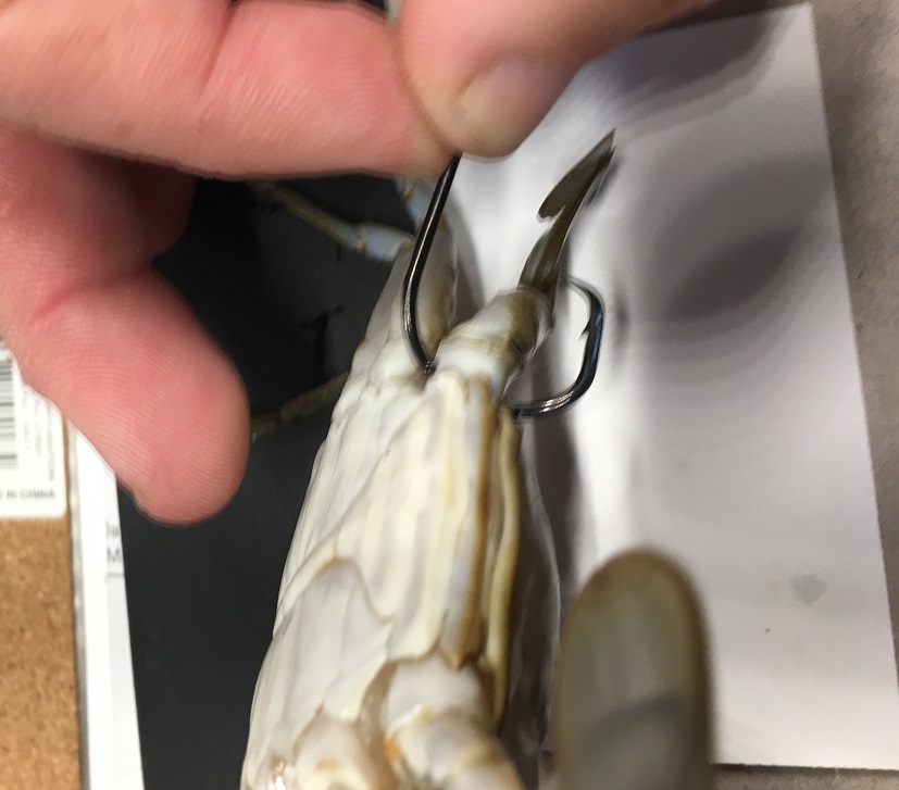 blue crab for bait from fishin franks